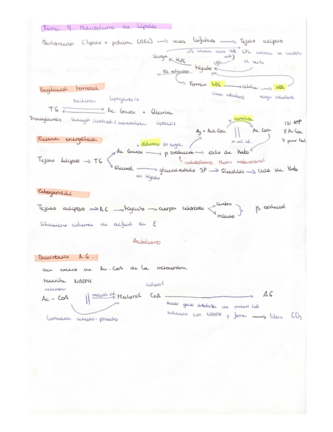 Miniatura del documento Metabolismo-lipidos.pdf