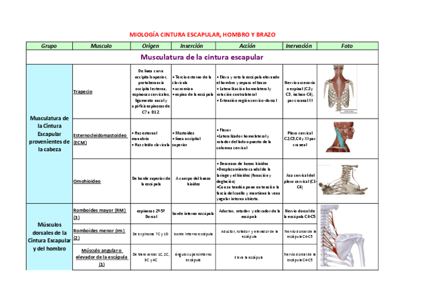 Miniatura del documento MIOLOGIA-CINTURA-ESCAPULAR.pdf