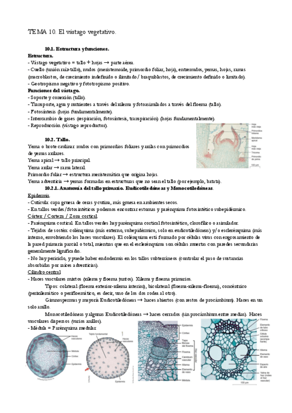 Miniatura del documento TEMA-10.pdf