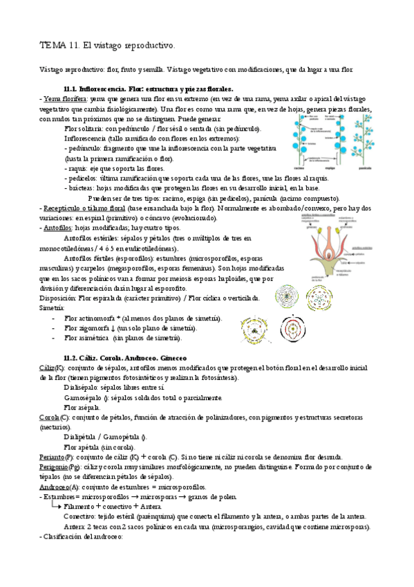 Miniatura del documento TEMA-11.pdf