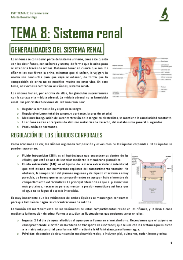Miniatura del documento FSIT-TEMA-8-SISTEMA-RENAL.pdf