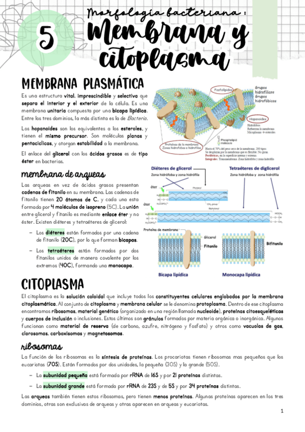 Miniatura del documento Tema-5.pdf