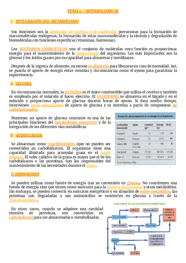 Miniatura del documento TEMA-9-METABOLISMO-III.pdf
