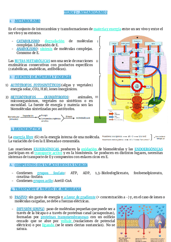 Miniatura del documento TEMA-7-METABOLISMO-I.pdf