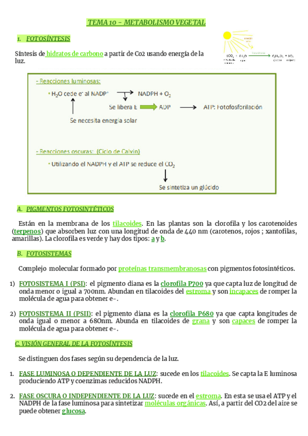 Miniatura del documento TEMA-10-METABOLISMO-VEGETAL.pdf