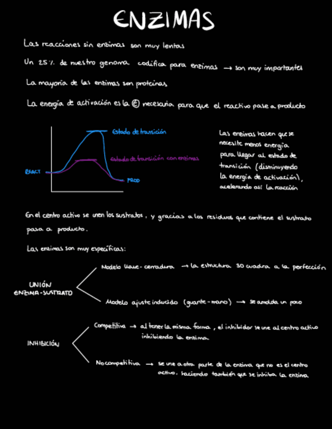Miniatura del documento Enzimas.pdf