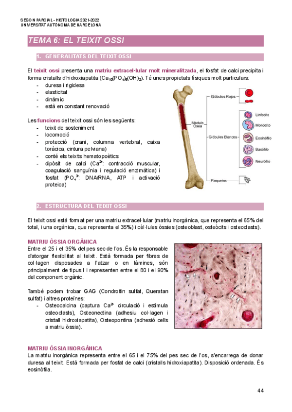 Miniatura del documento Segon-Parcial-Histologia