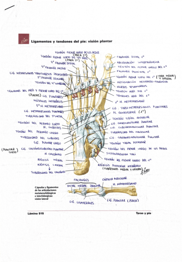 Miniatura del documento Laminas-anatomia-EEII.pdf