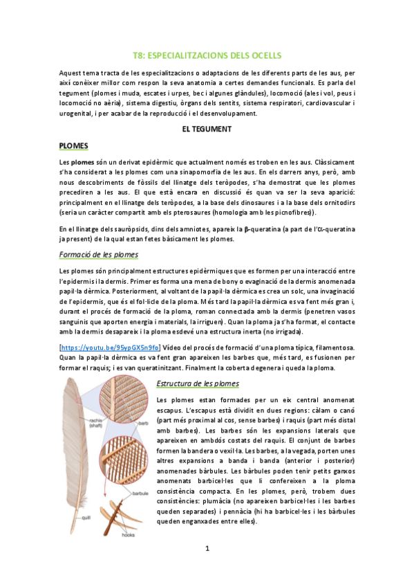 Miniatura del documento T8-Especialitzacions-dels-ocells.pdf