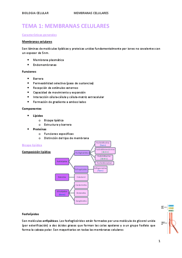 Miniatura del documento TEMA-1.pdf