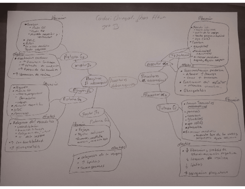 Miniatura del documento receptores-adrenergicos-y-colinergicos-.pdf