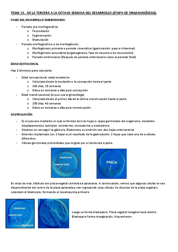 Miniatura del documento TEMA-13.pdf