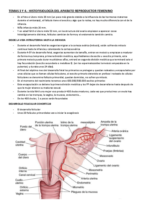 Miniatura del documento TEMAS-3-Y-4.pdf