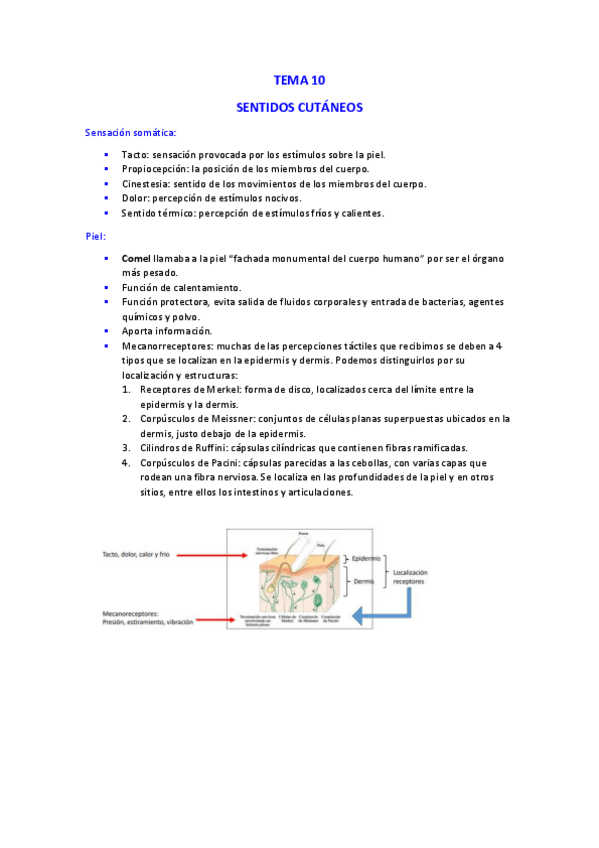 Miniatura del documento Tema-10-Sentidos-cutaneos.pdf