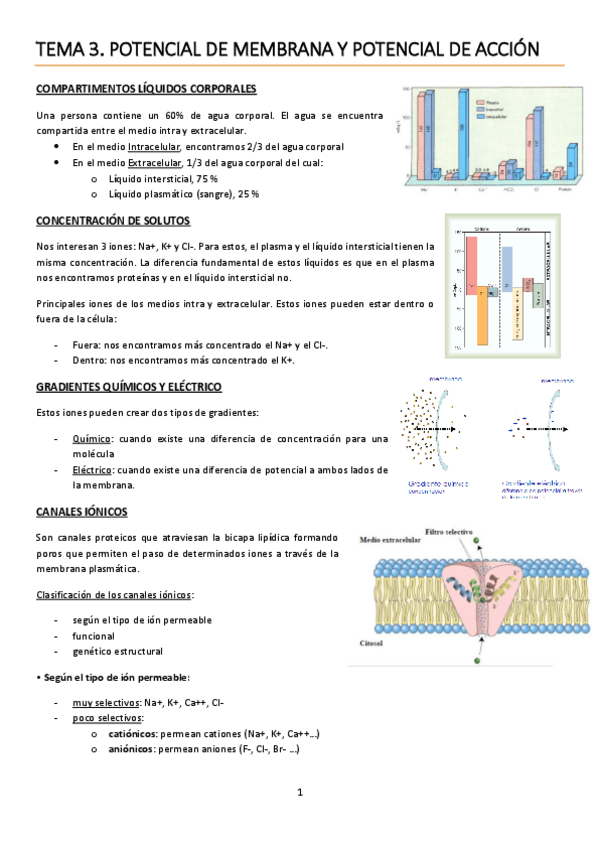 Miniatura del documento TEMA 3. Potencial de membrana y potencial de acción.pdf