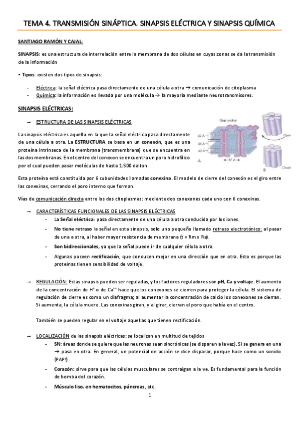 Miniatura del documento TEMA 4. Transmisión sináptica. Sinapsis eléctrica y sinapsis química.pdf