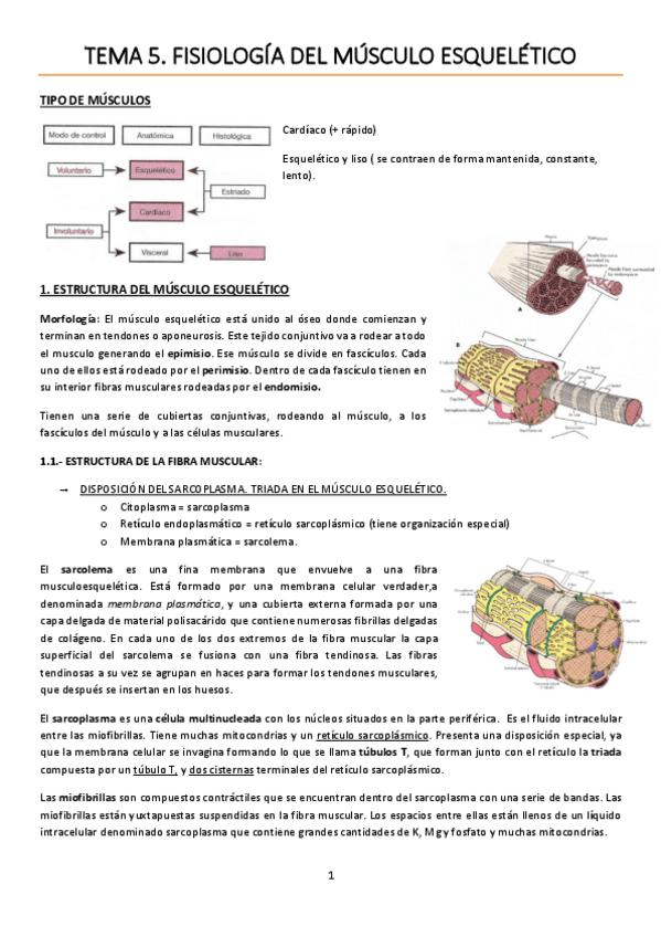 Miniatura del documento TEMA 5. Fisiología del músculo esquelético.pdf