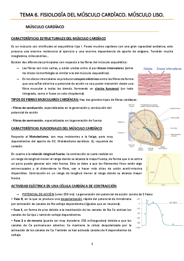 Miniatura del documento TEMA 6. Fisiología del músculo cardíaco. Músculo liso..pdf