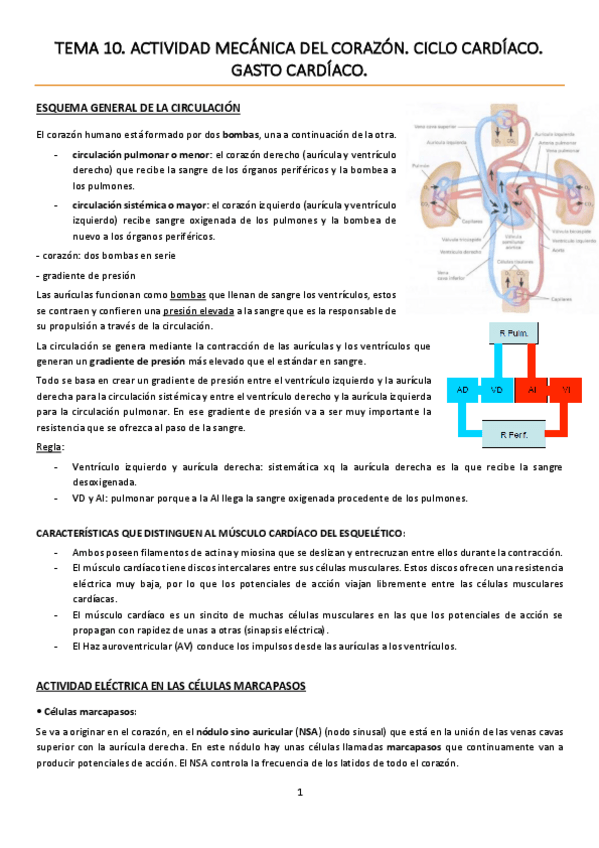 Miniatura del documento TEMA 10. Actividad mecánica del corazón. Ciclo cardíaco. Gasto cardíaco..pdf