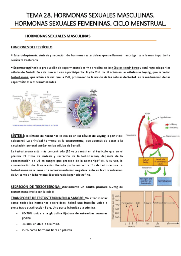 Miniatura del documento TEMA 28. Hormonas sexuales masculinas. Hormonas femeninas. Ciclo menstrual.pdf