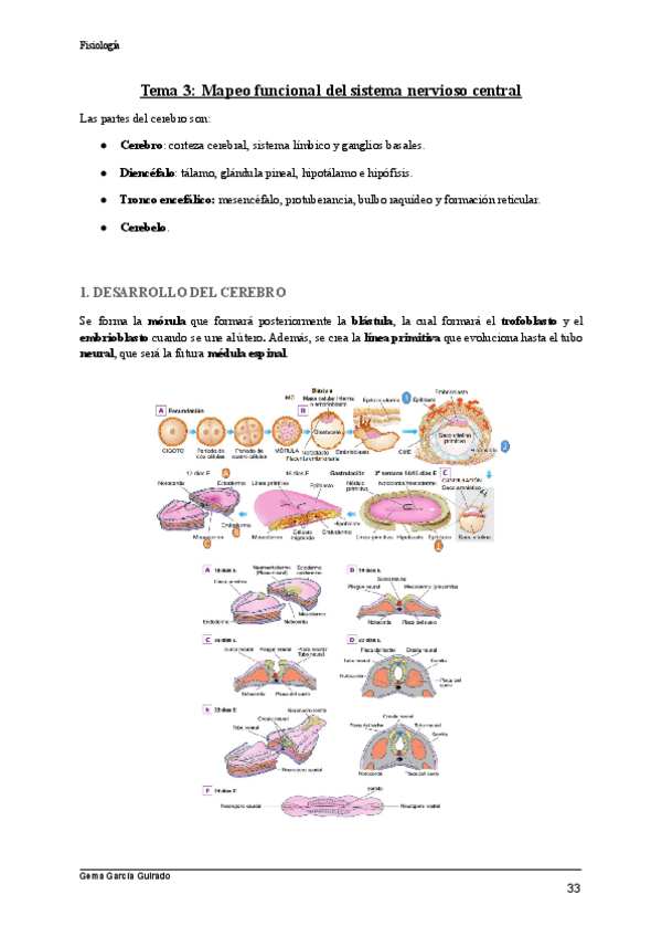 Miniatura del documento TEMA-3-MAPEO-FUNCIONAL-DEL-SISTEMA-NERVIOSO-CENTRAL-FISIOLOGIA.pdf