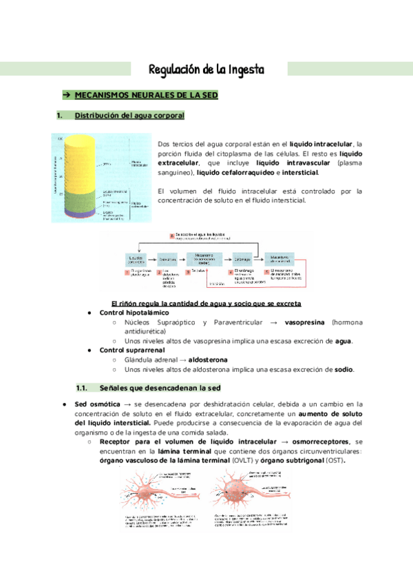 Miniatura del documento REGULACION-DE-LA-INGESTA.pdf