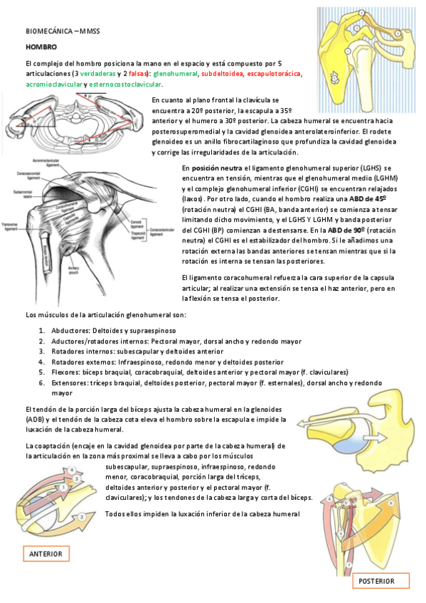Miniatura del documento BIOMECANICA-MMSS.pdf