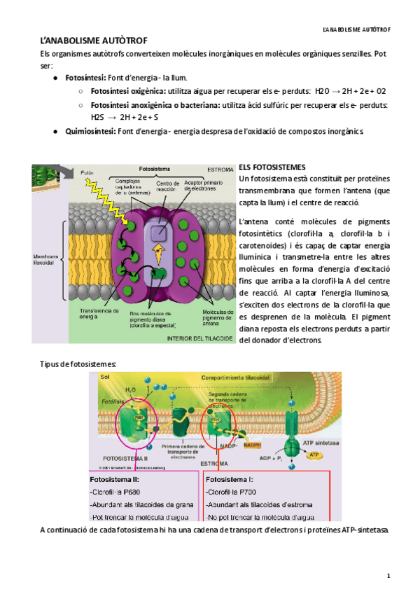 Miniatura del documento R3-ANABOLISME-AUTOTROF.pdf