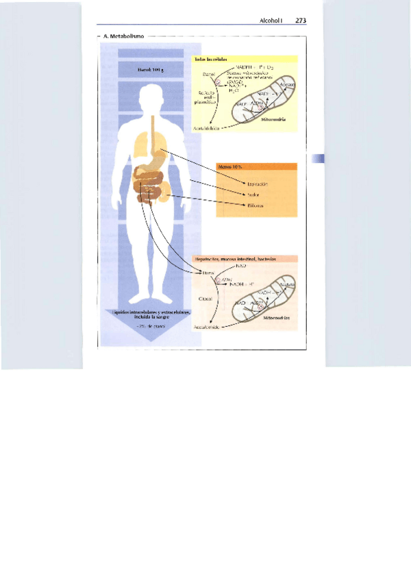Miniatura del documento Esquema-metabolismo-Alcohol.pdf