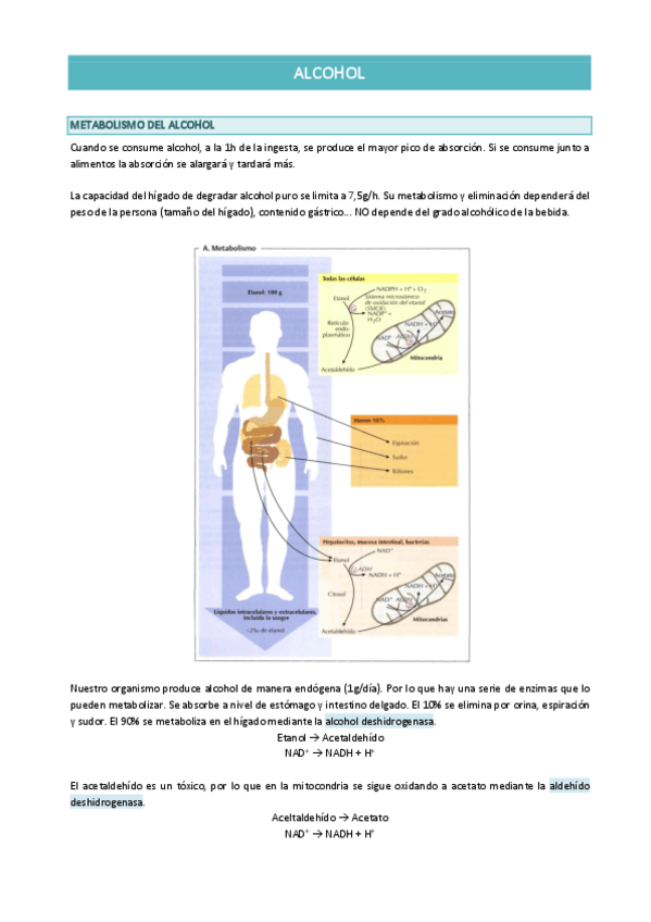Miniatura del documento ALCOHOL.pdf
