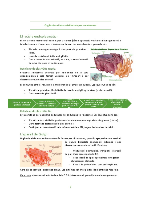 Miniatura del documento Organuls-cel.pdf