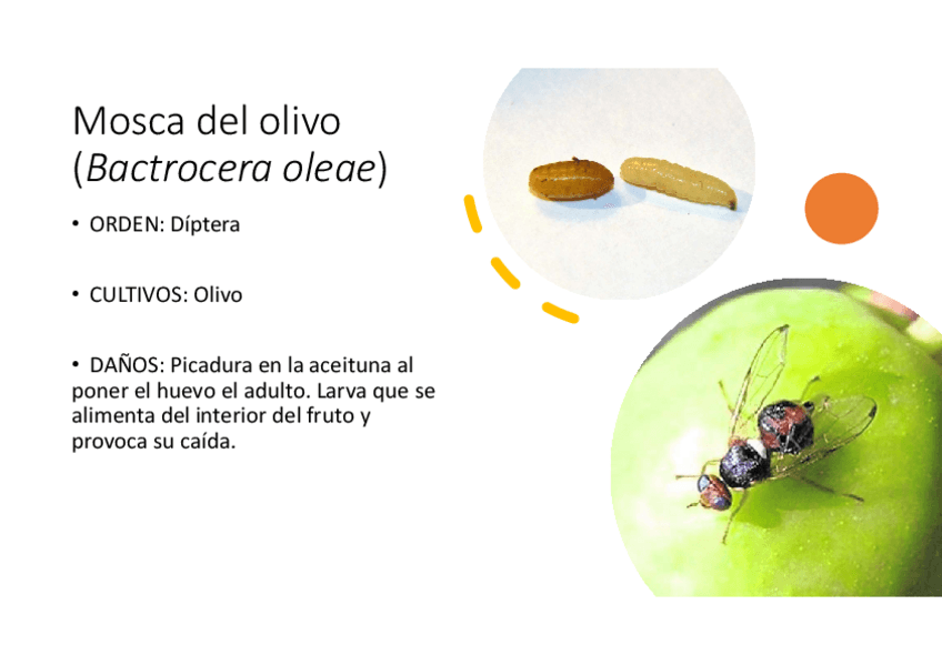 Miniatura del documento RECONOCIMIENTOmerged.pdf