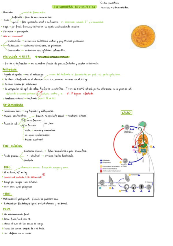 Miniatura del documento T4-Protozoos-Intestinales.pdf