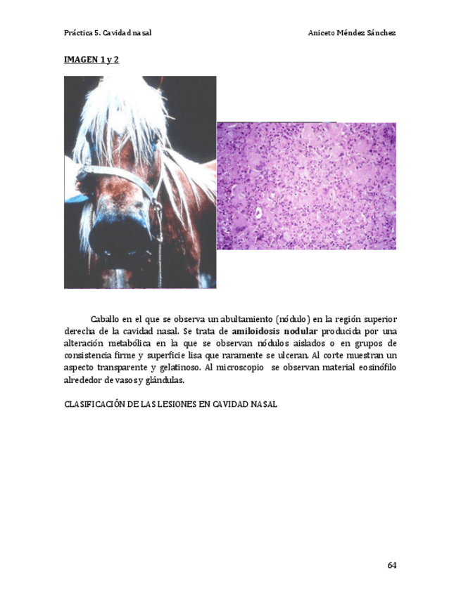 Miniatura del documento Práctica 5. Cavidad nasal COMPLETA.pdf