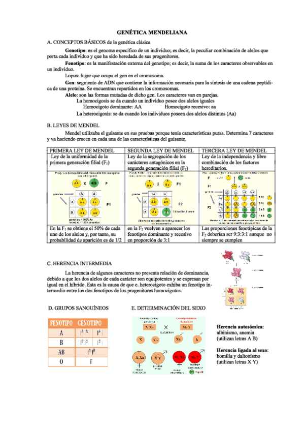 Miniatura del documento GENETICA-MENDELIANA.pdf