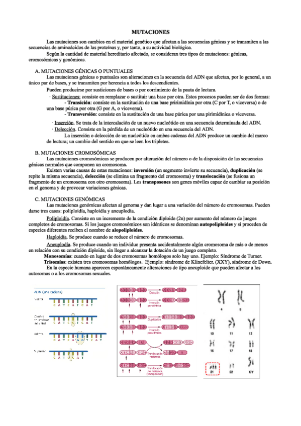 Miniatura del documento MUTACIONES.pdf