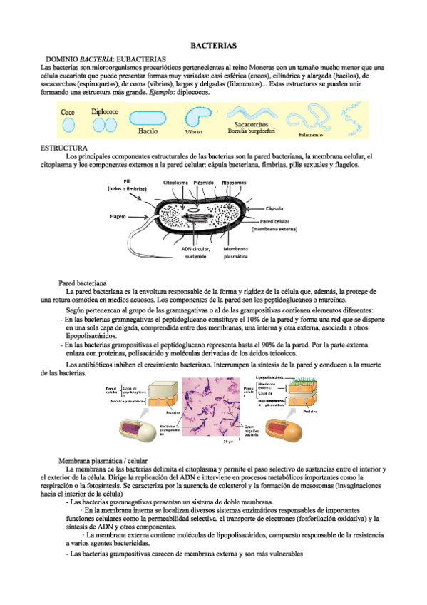 Miniatura del documento Bloque-4-BACTERIAS.pdf
