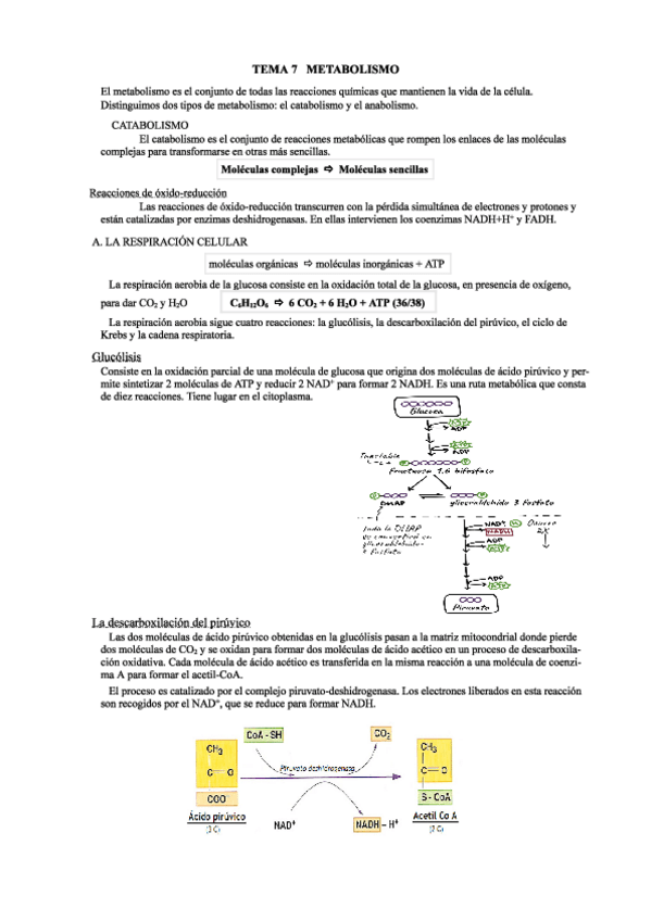 Miniatura del documento Bloque-2-METABOLISMO.pdf
