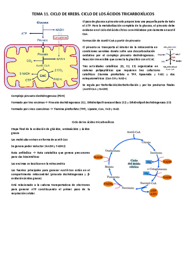 Miniatura del documento Tema-11.pdf