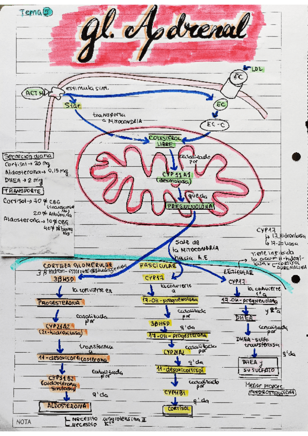 Miniatura del documento TP-5-ENDOCRINO-SUPRARRENAL.pdf