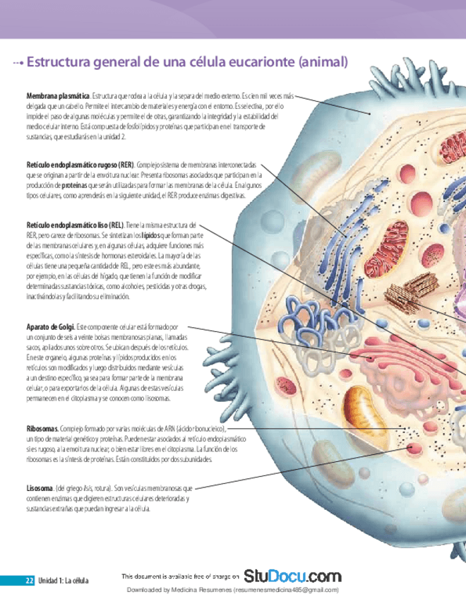 Miniatura del documento Informacion-Celula-Eucariota.pdf