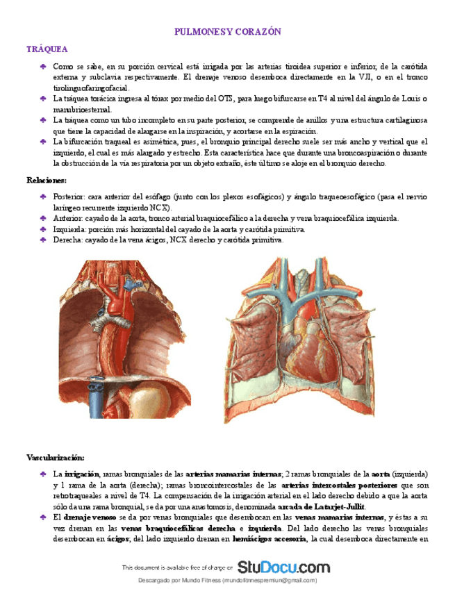 Miniatura del documento Morfologia-medica-Torax-pulmones-y-corazon.pdf