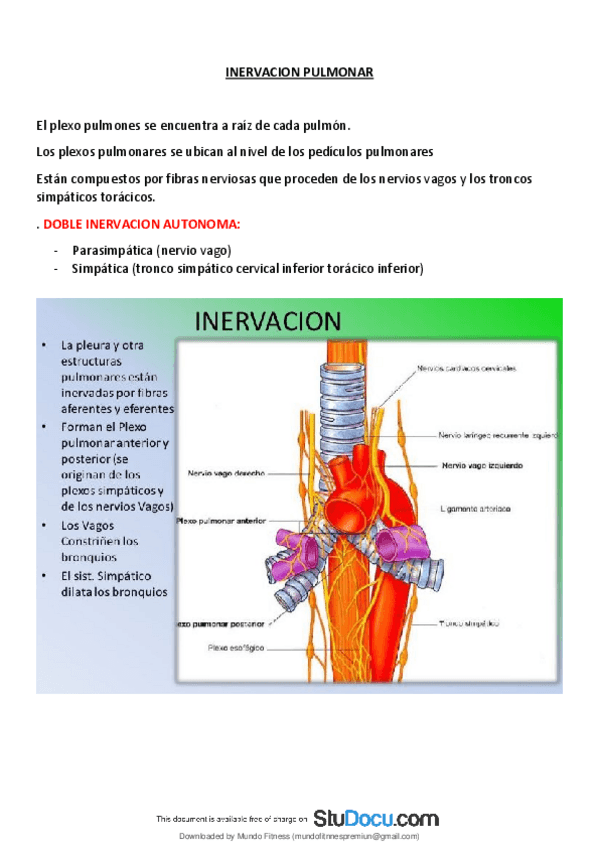 Miniatura del documento Inervacion-pulmonar.pdf