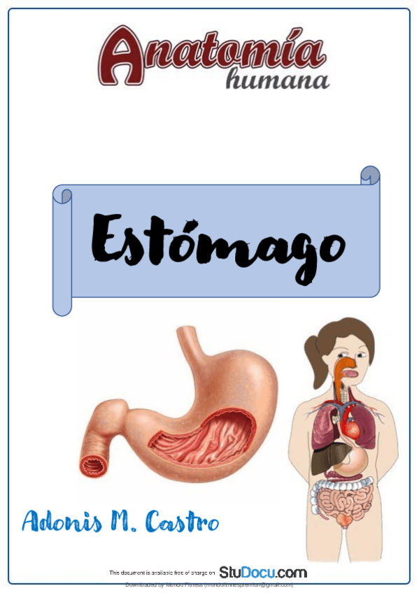 Miniatura del documento Anatomia-Del-Estomago.pdf