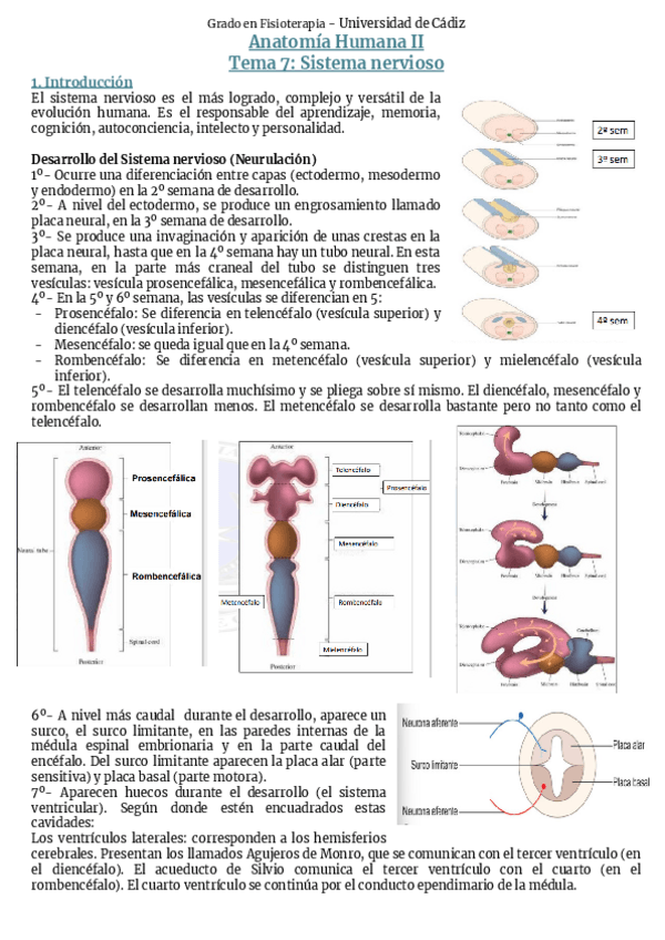 Miniatura del documento Tema-7-Sistema-nervioso