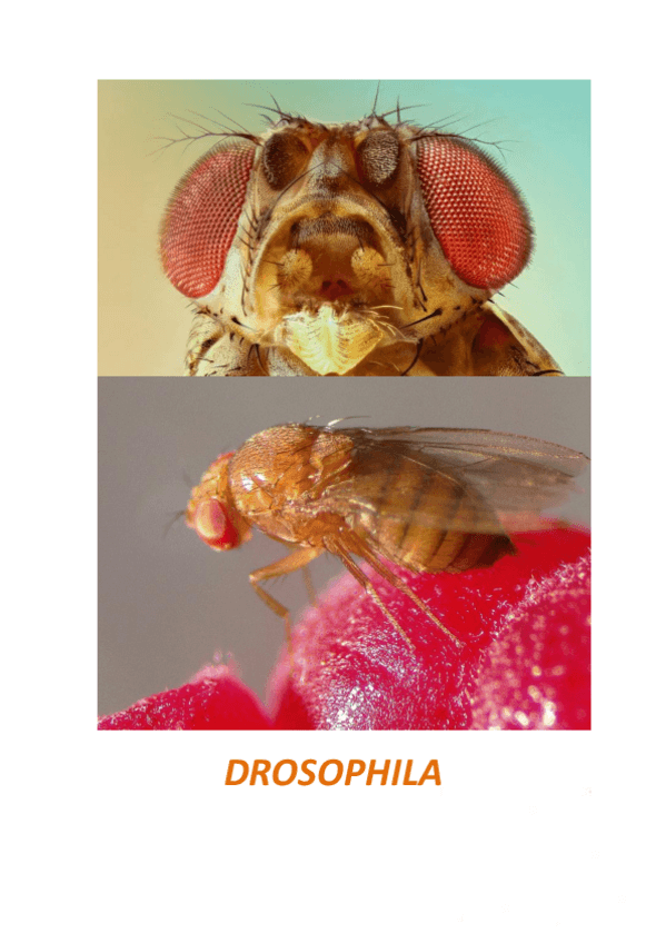 Miniatura del documento Practica-genetica.pdf