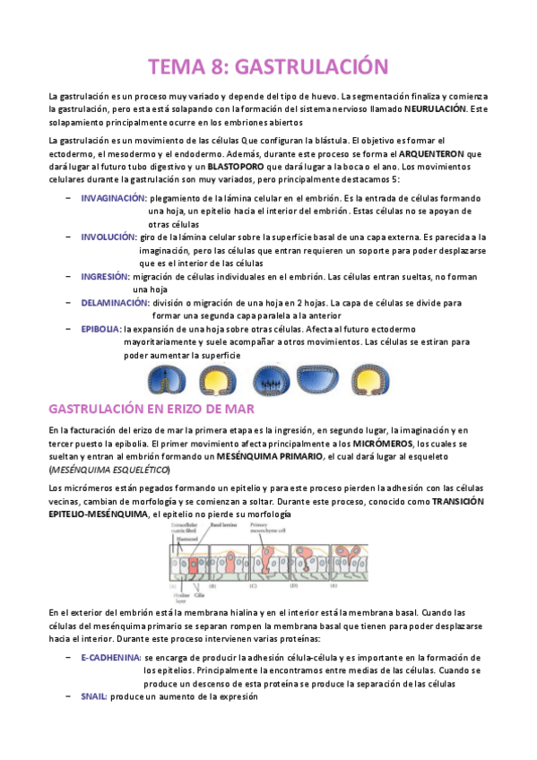 Miniatura del documento TEMA-8-EMBRIOLOGIA.pdf