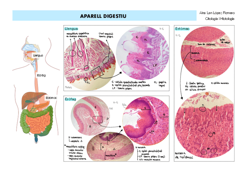 Miniatura del documento TOT PRÀCTIQUES ANIMAL.pdf