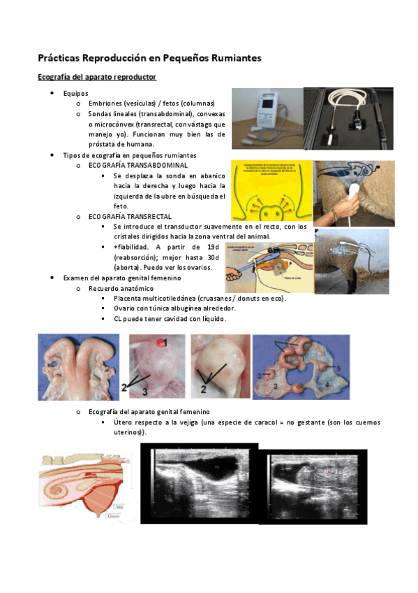 Miniatura del documento Practicas-Repro-Peq-Rum.pdf