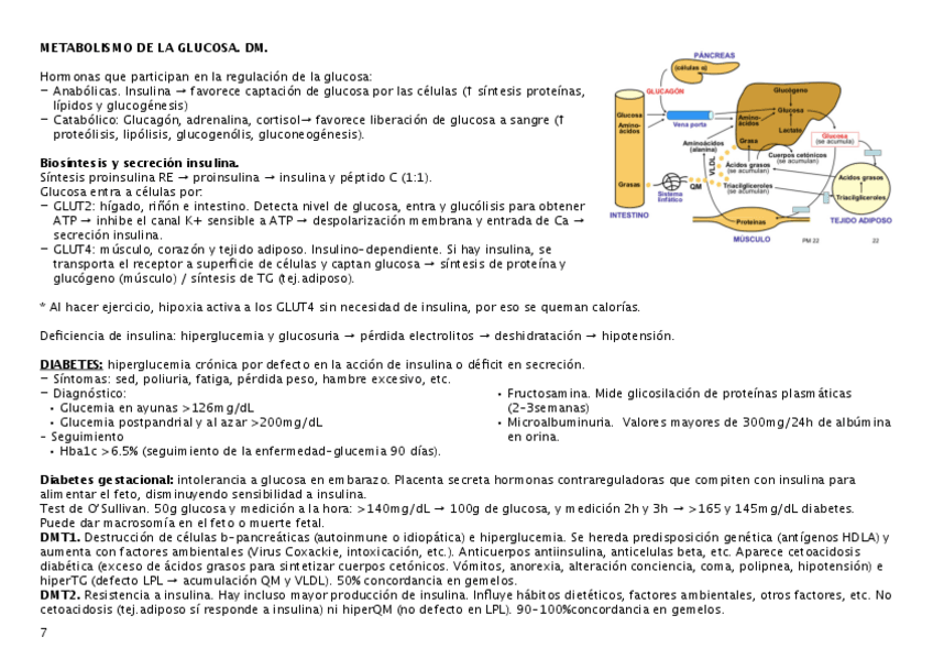 Miniatura del documento metab-glucosa.pdf